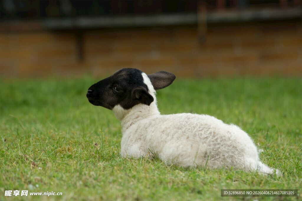 草地上休憩的黑白小羊羔