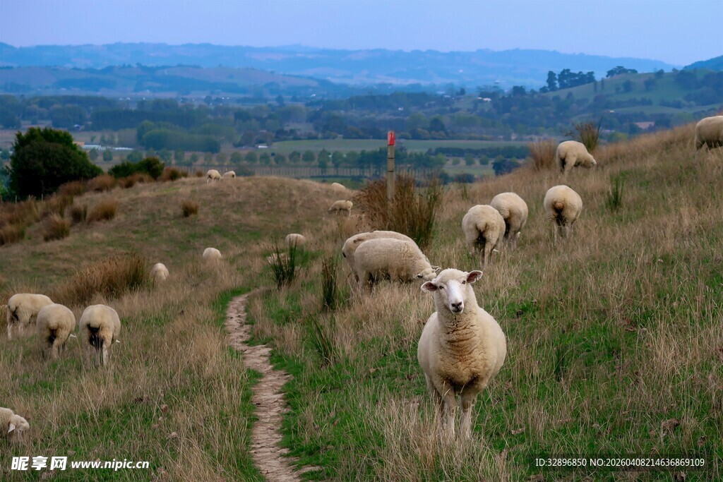 山坡上的羊群