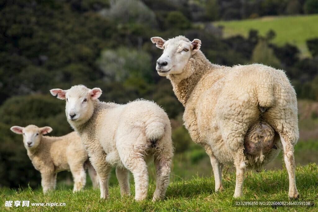草地上的三只可爱绵羊