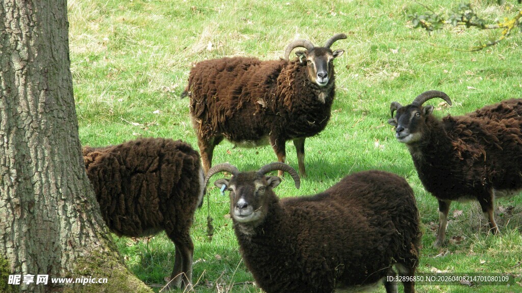 草地上的几只深色山羊