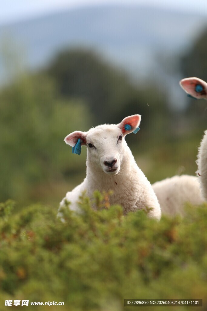 草地上的可爱小羊
