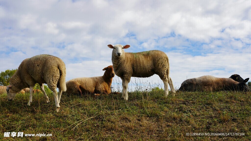 草原上悠闲的羊群