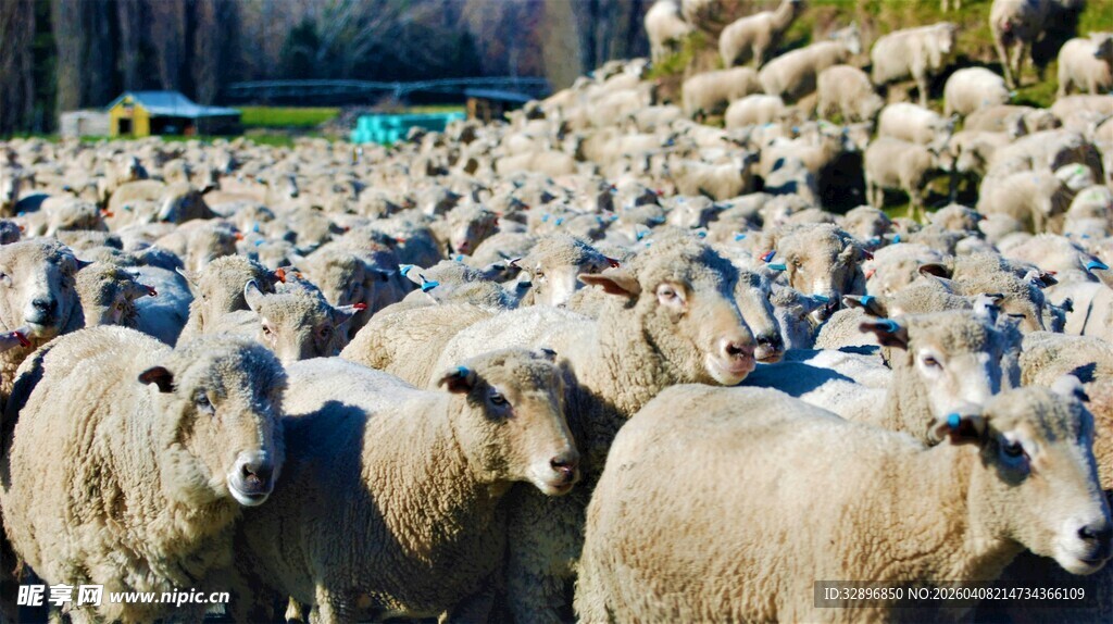 一群绵羊聚集的场景