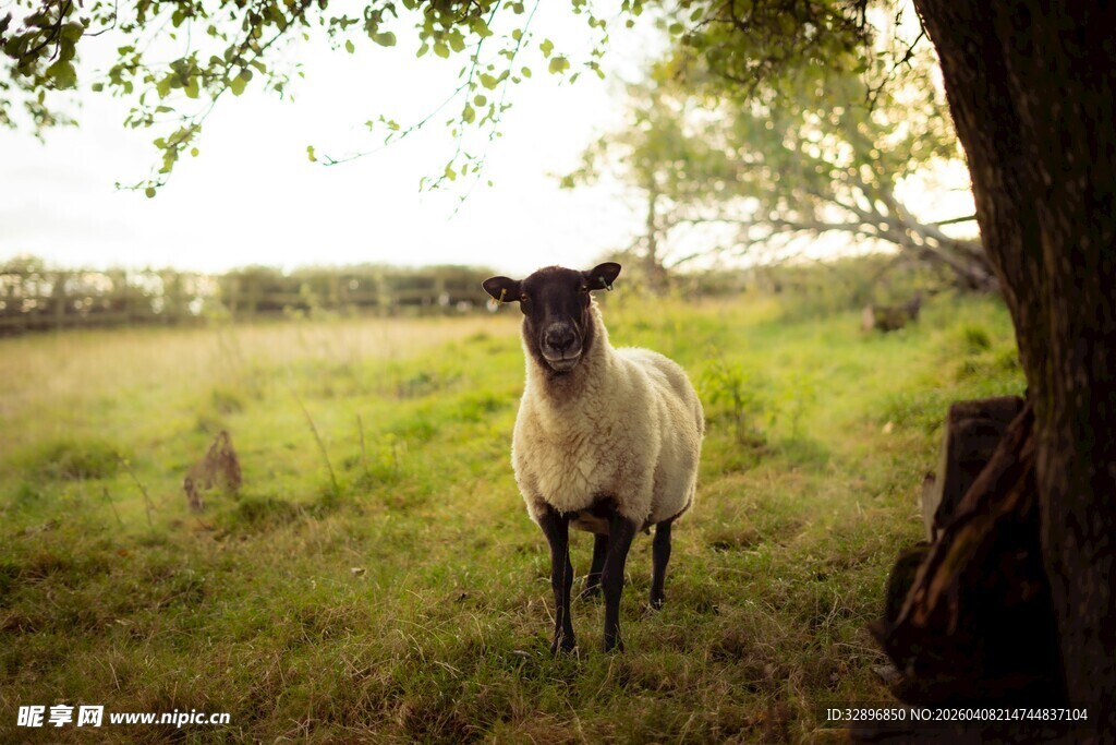 田野中站立的羊