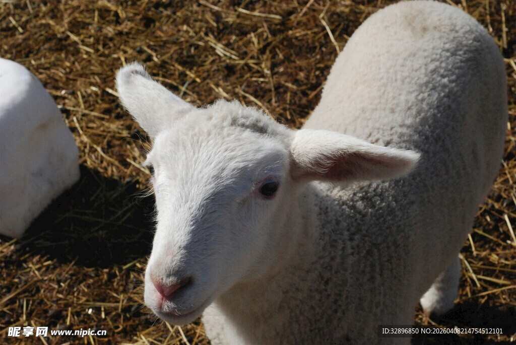 可爱小羊站在干草堆中