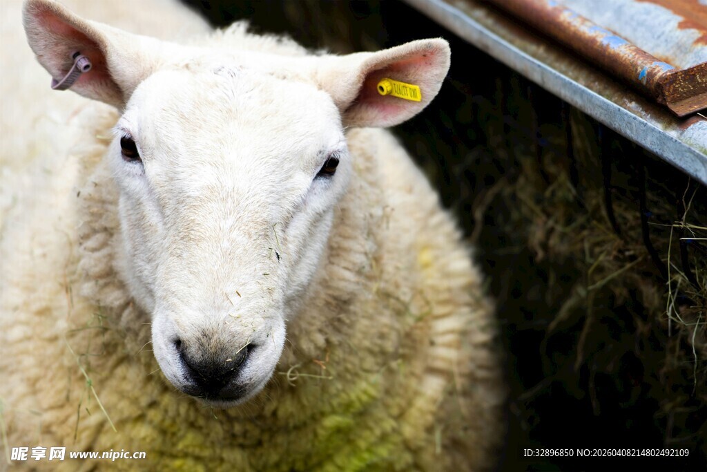 可爱绵羊特写