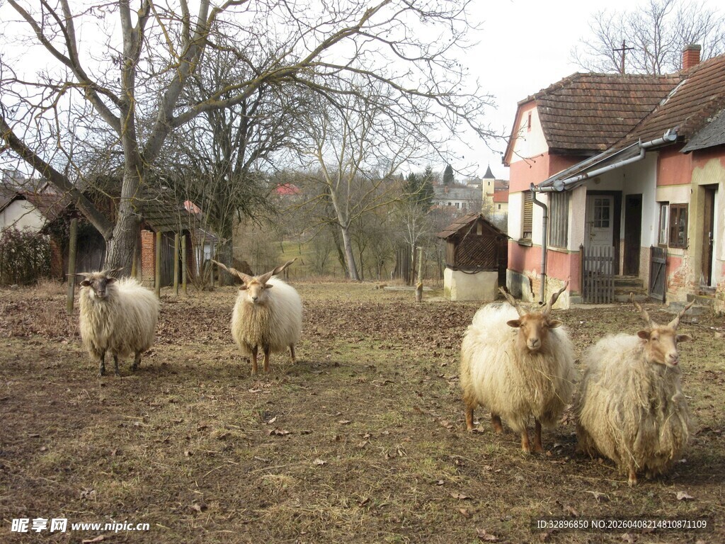 乡村田野中的羊群