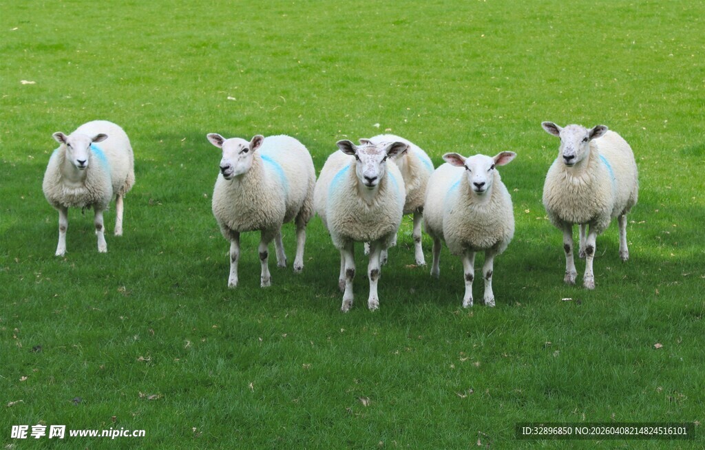 草地上的一群绵羊