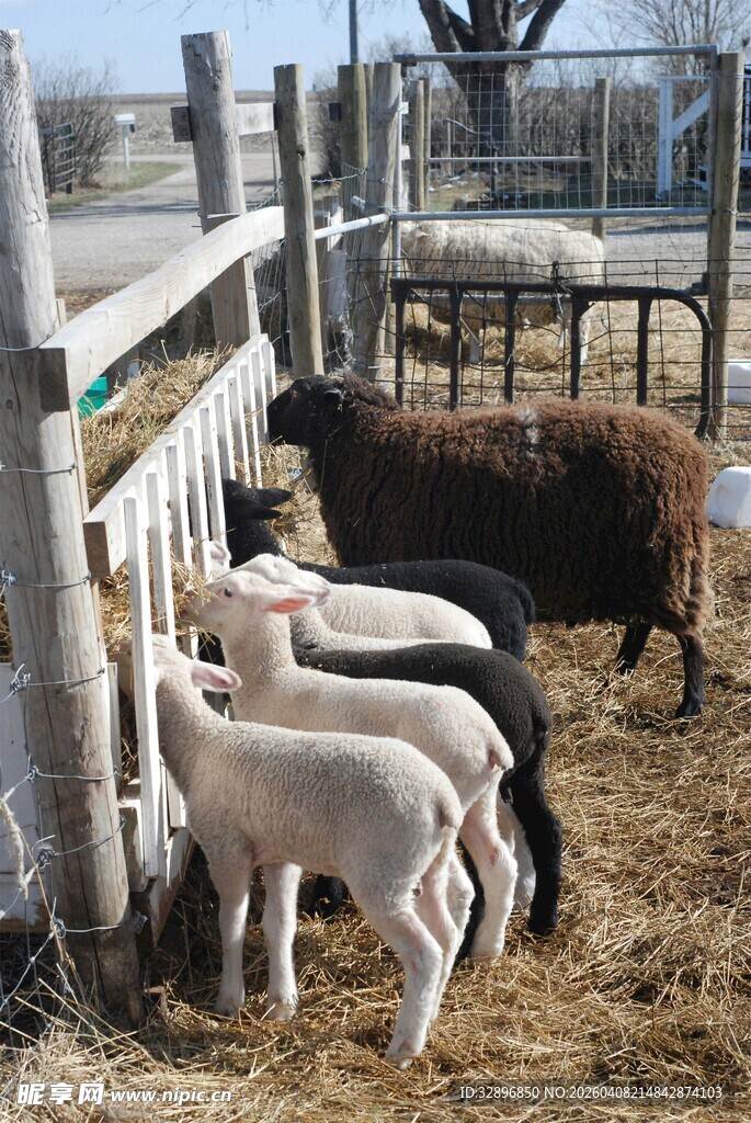 羊圈中的大小羊只