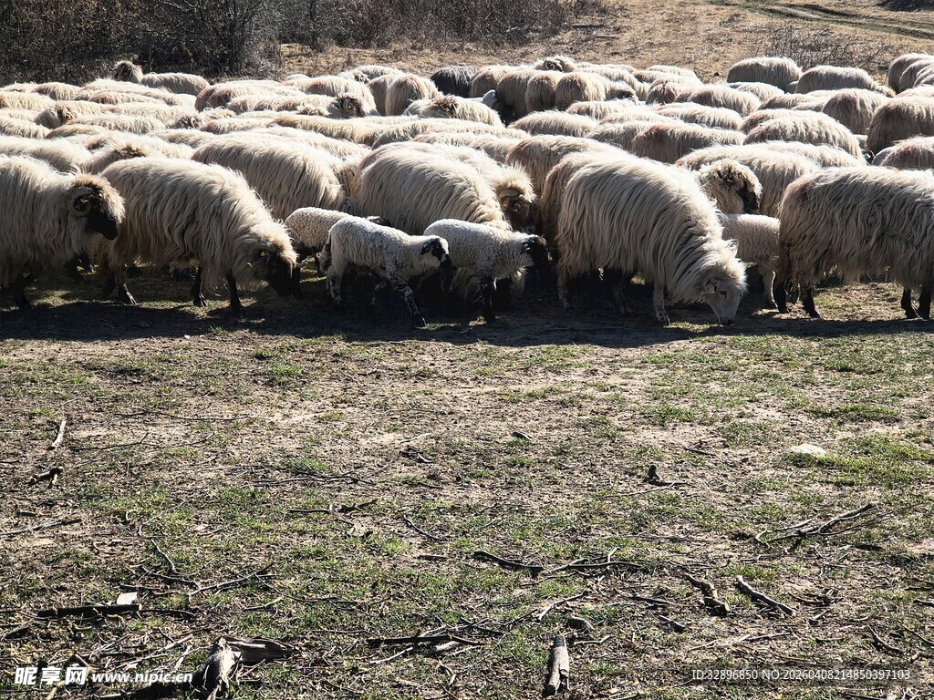 羊群在草地悠闲吃草