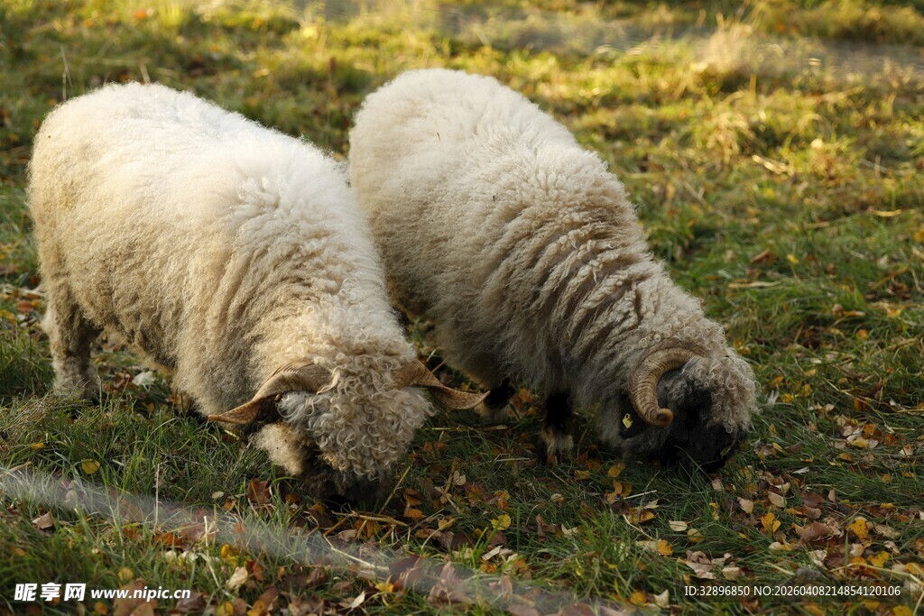 草地上的两只绵羊