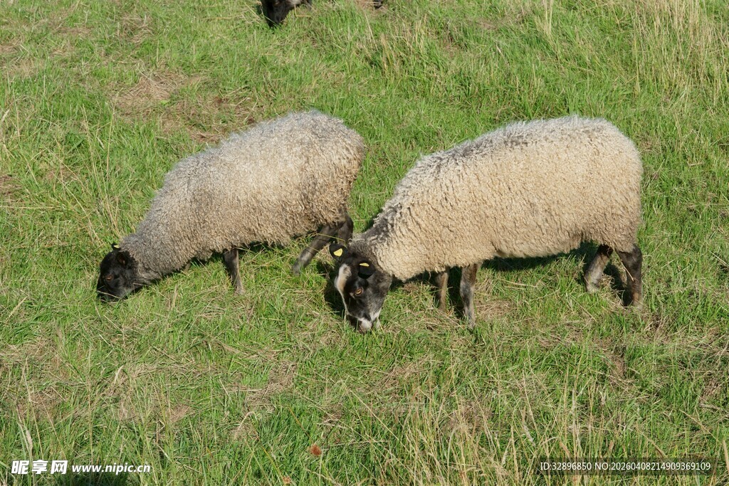 草地上吃草的两只绵羊