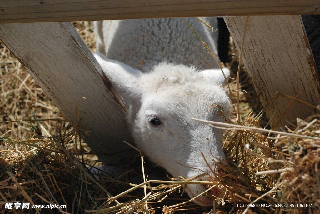小羊低头吃干草
