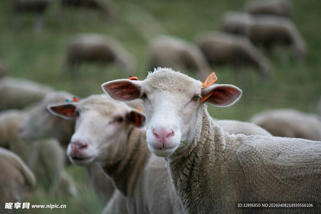羊群中的两只羊特写