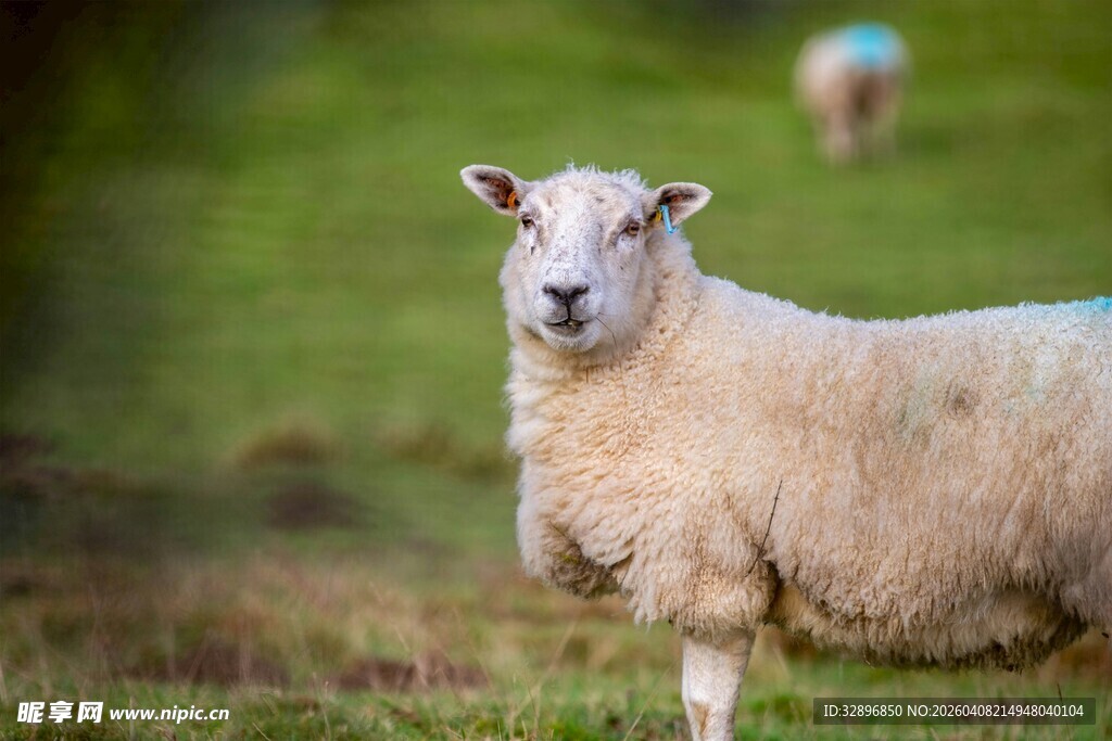 草地上的绵羊