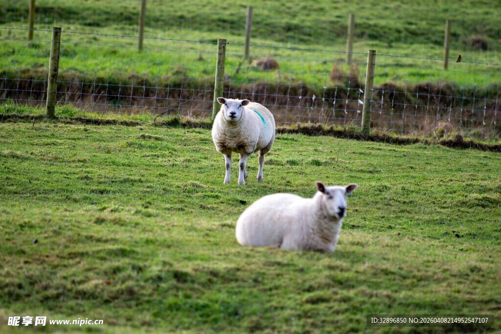 草地上的两只绵羊