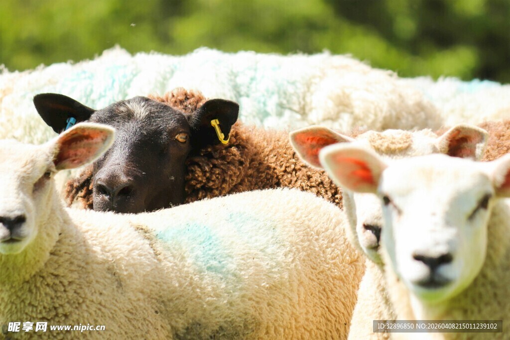 一群羊聚集在一起