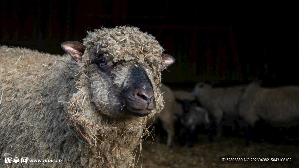毛茸茸的绵羊特写