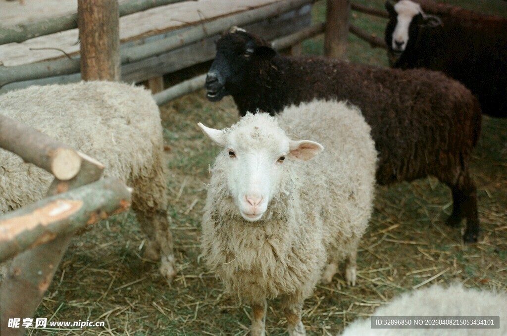 羊圈中的一群羊