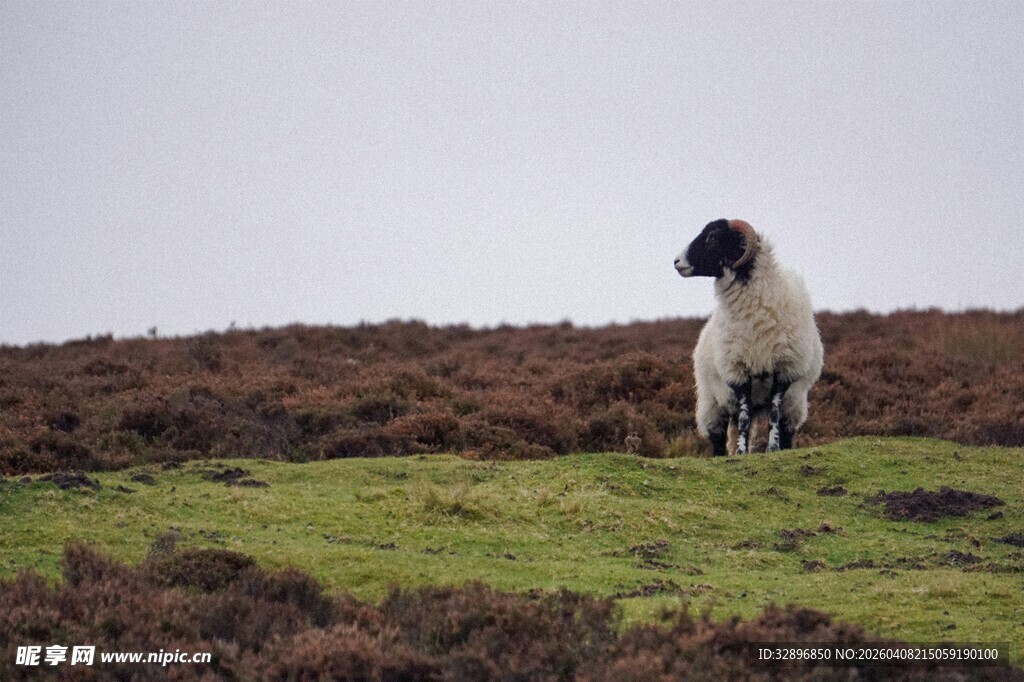 草原上的孤独绵羊