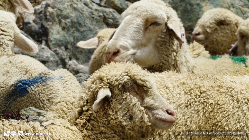 一群绵羊聚在一起
