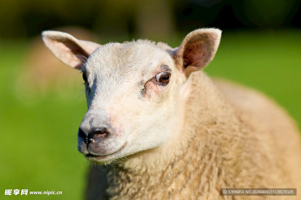 可爱绵羊特写