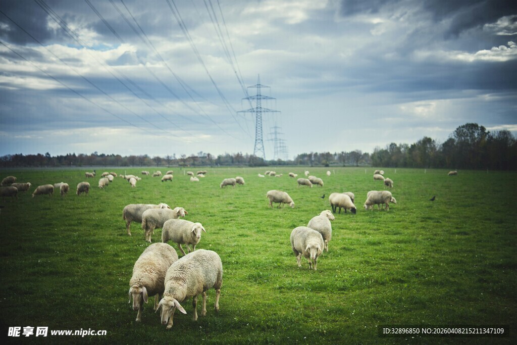 草原羊群风景