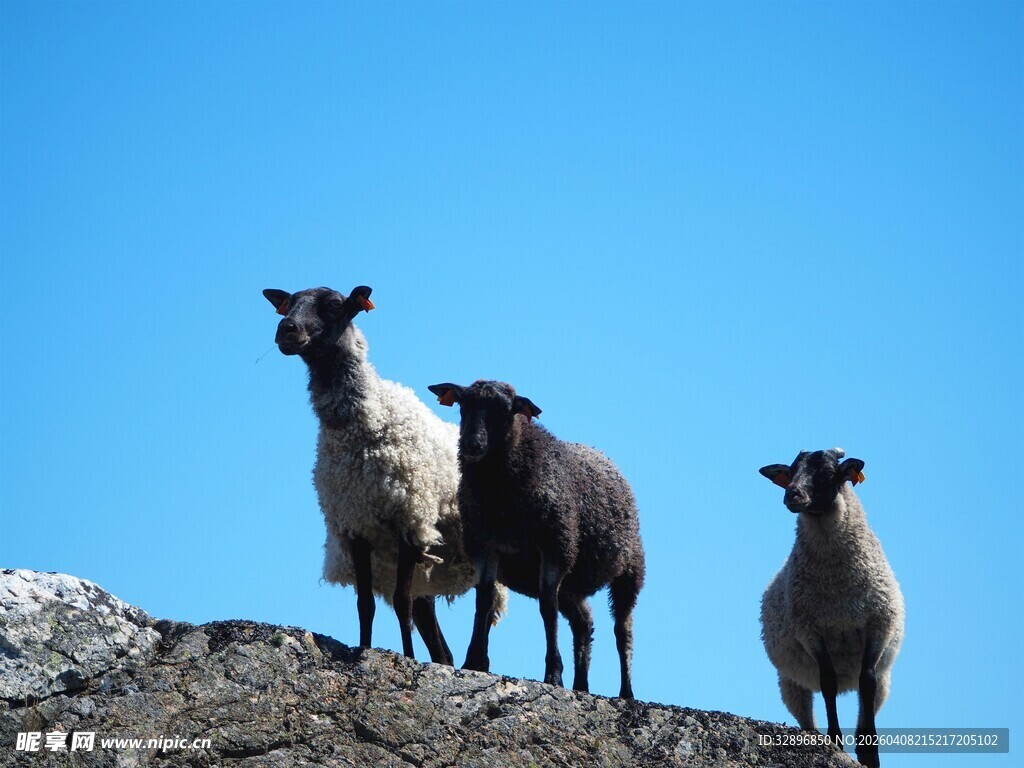 岩石上的几只绵羊