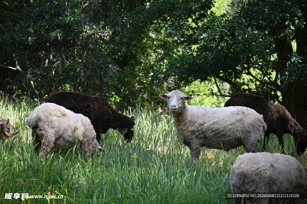 草地上的羊群