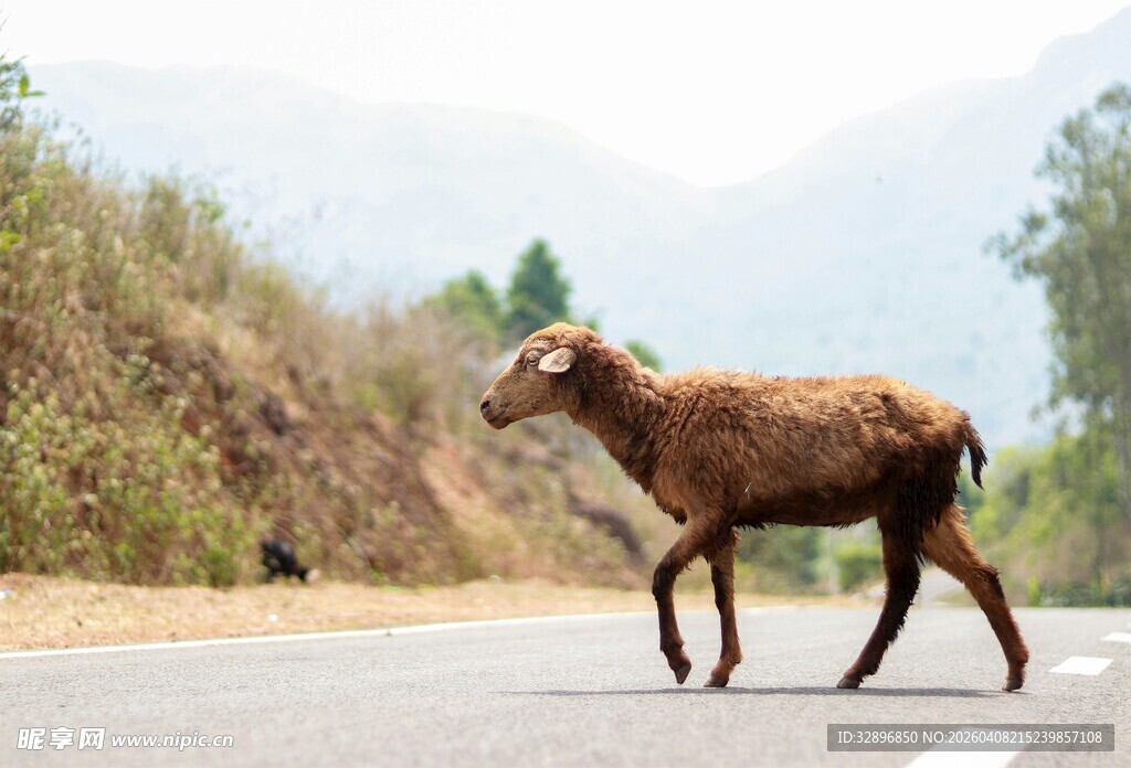 公路上行走的野生山羊