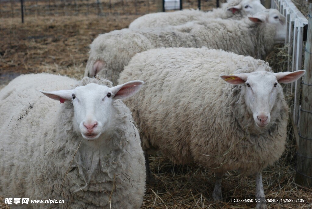 一群绵羊站在围栏边