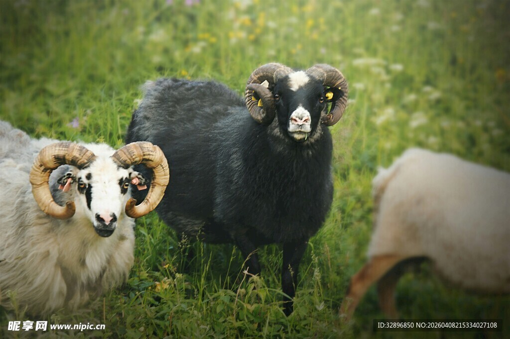 草地上的几只羊