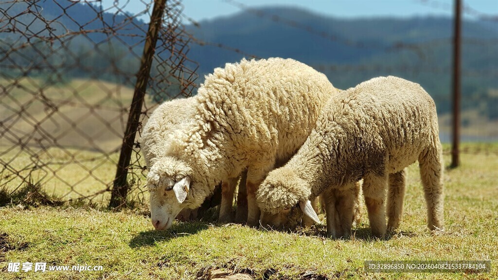 羊群在围栏边低头吃草