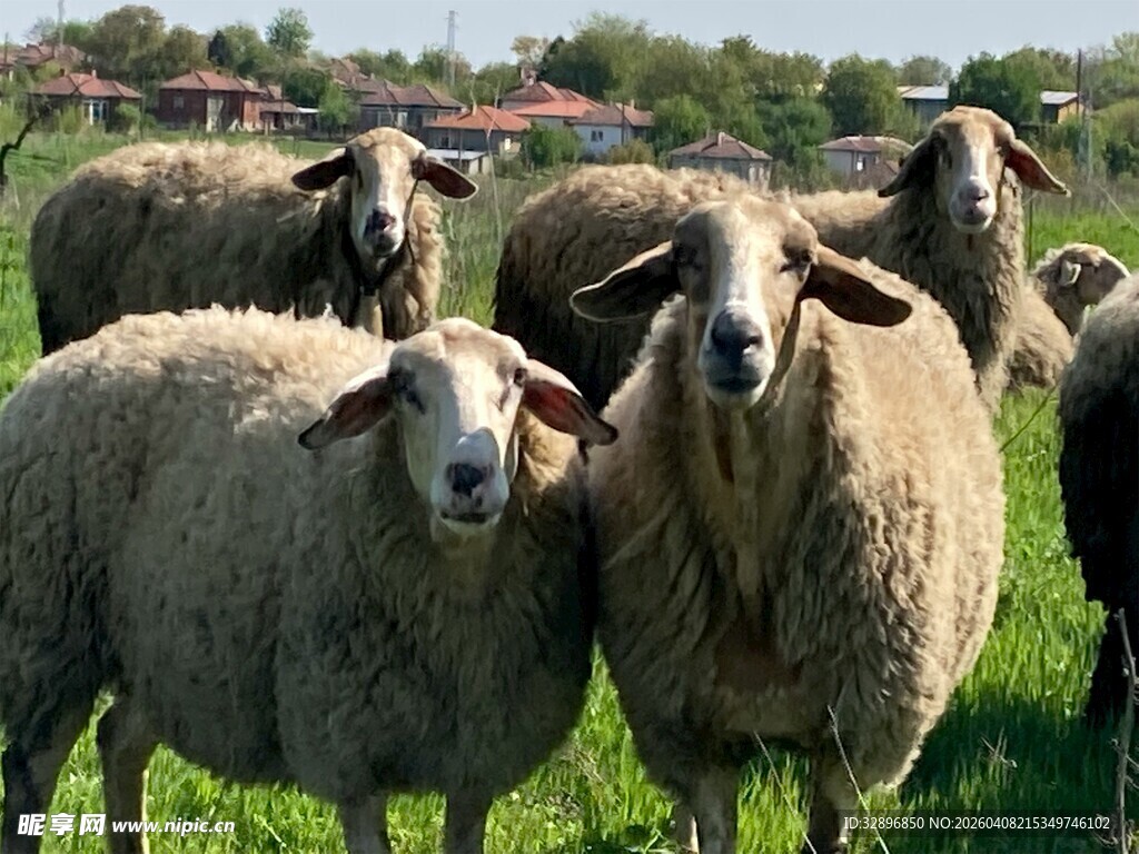草地上的一群绵羊