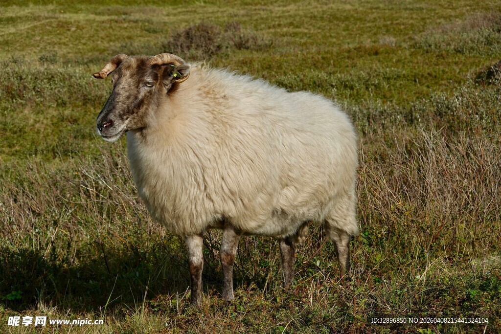 草原上的单只绵羊