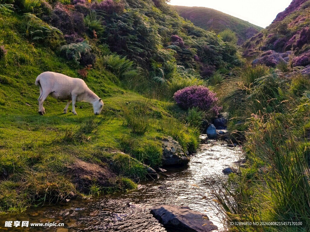 山间溪流旁的吃草绵羊