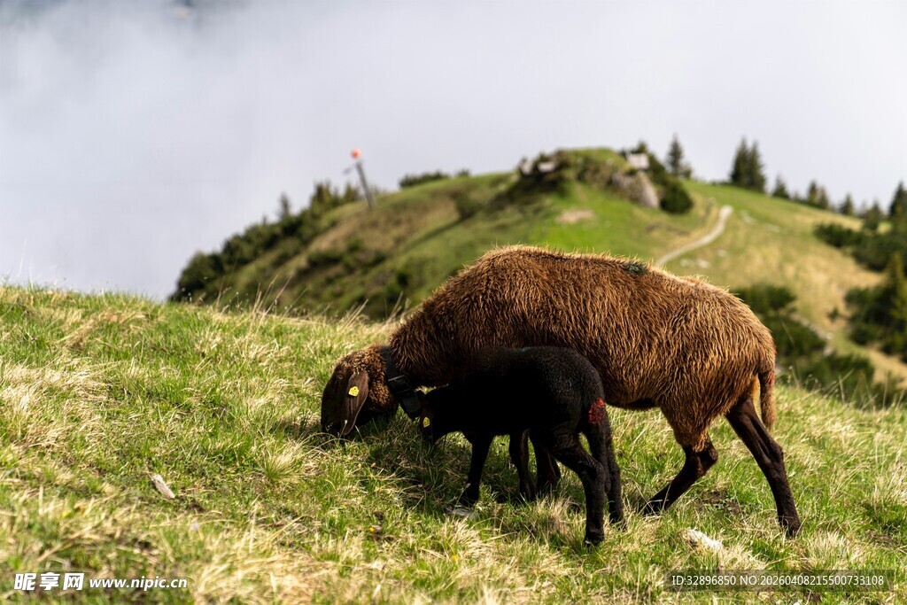 山坡上吃草的棕色绵羊