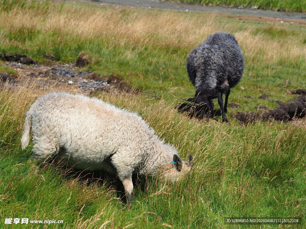 草原上吃草的两只绵羊