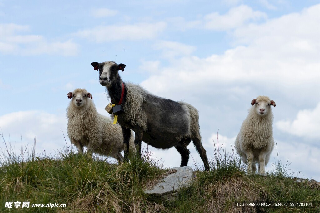 山坡上的三只羊
