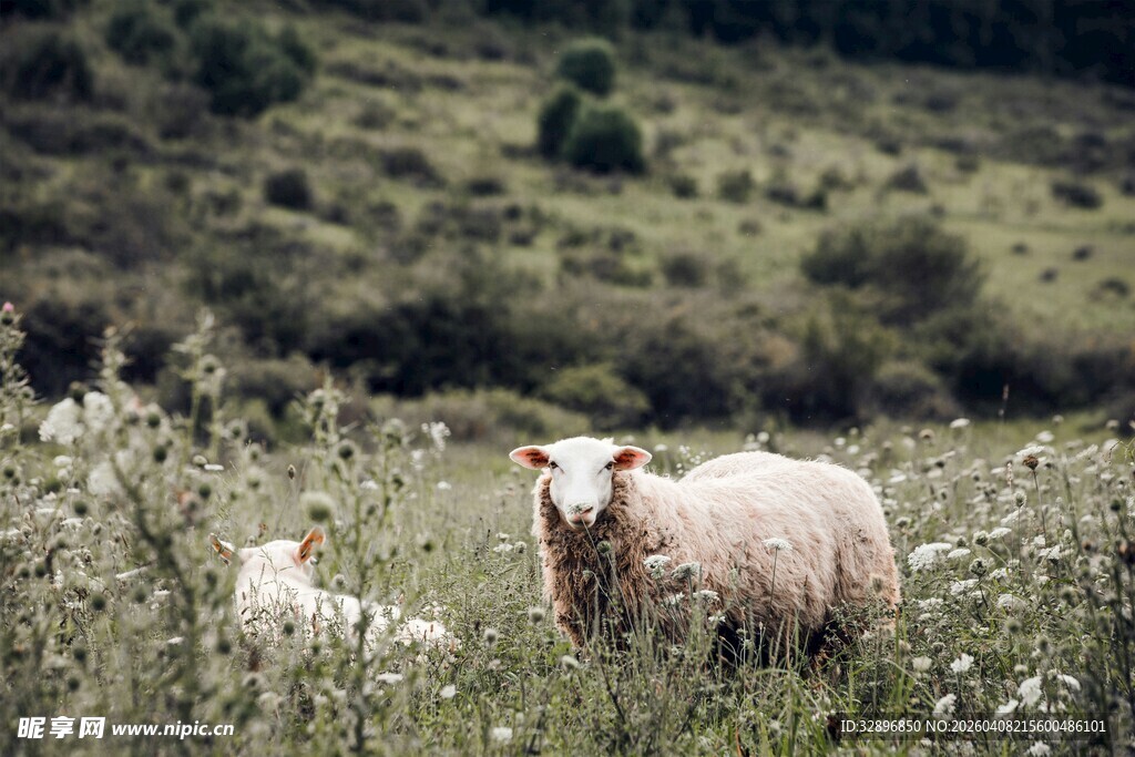 田野中的羊母子