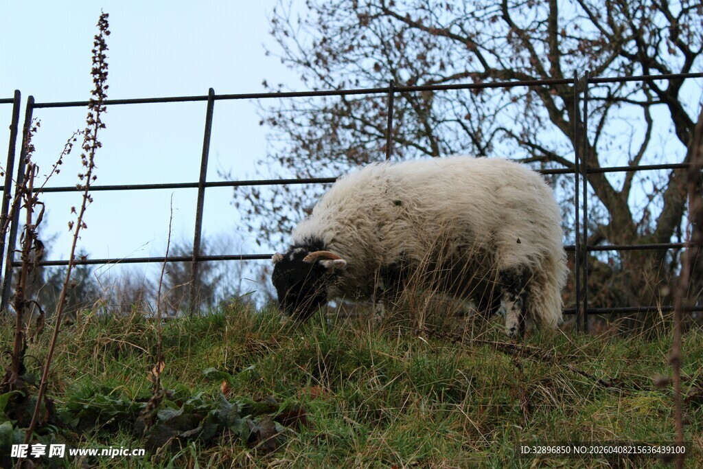 围栏边吃草的绵羊