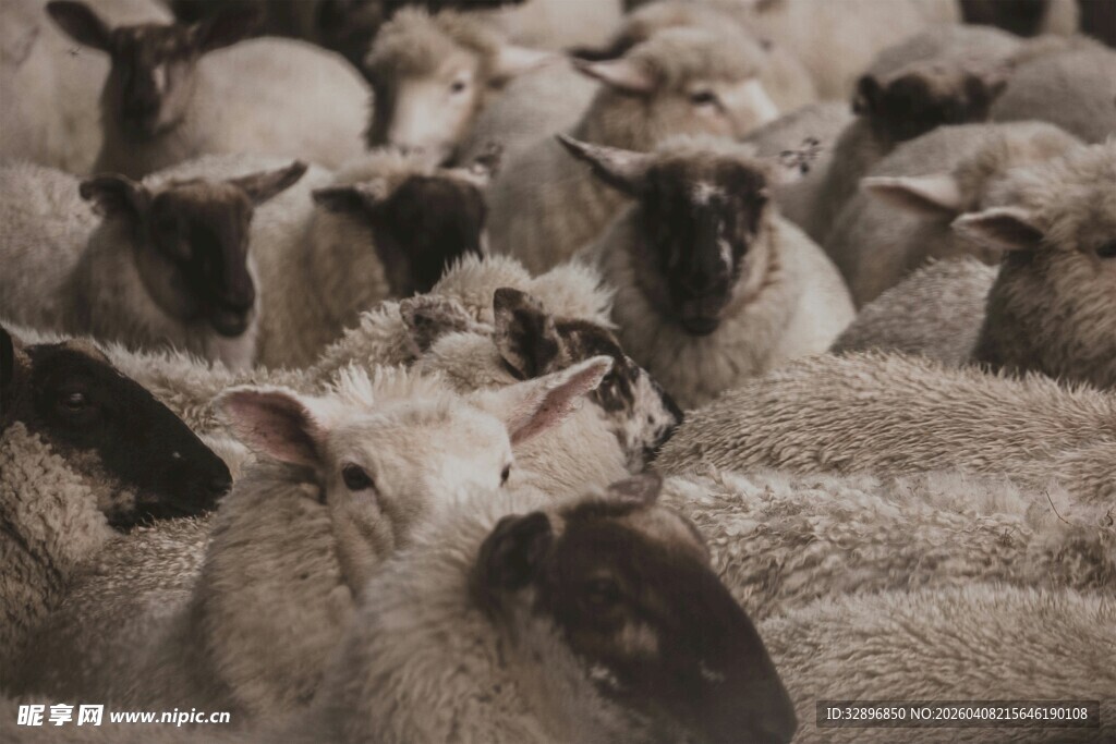 一群绵羊聚集的温馨画面