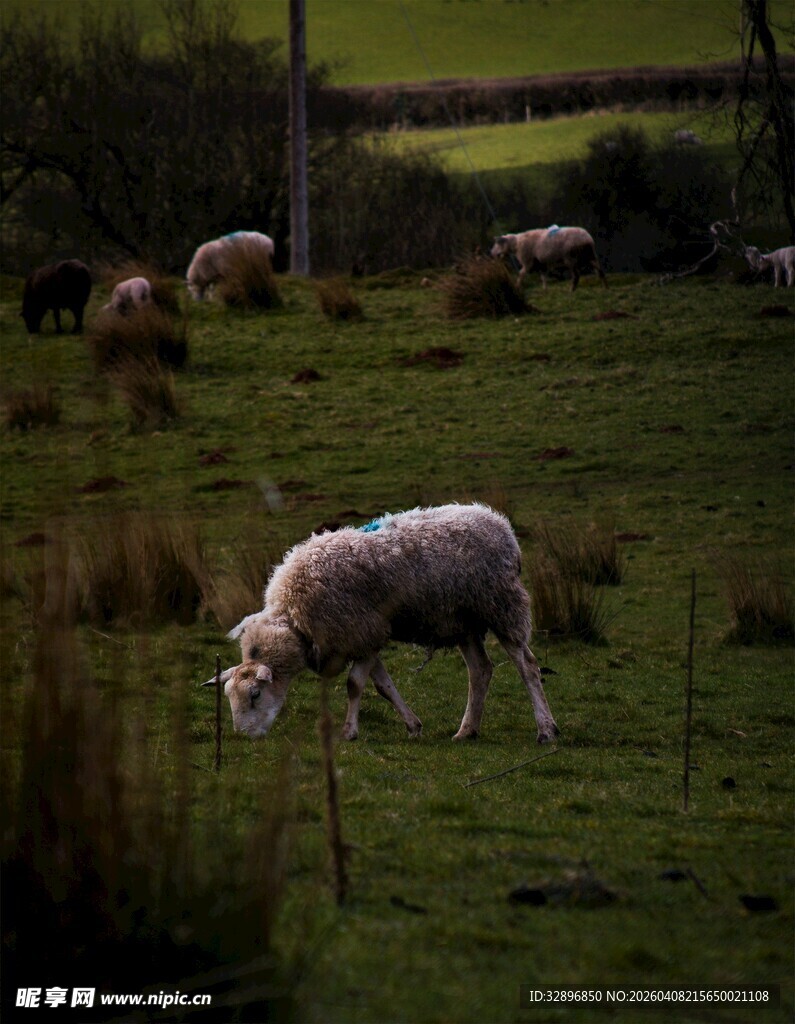 草原上低头吃草的羊群
