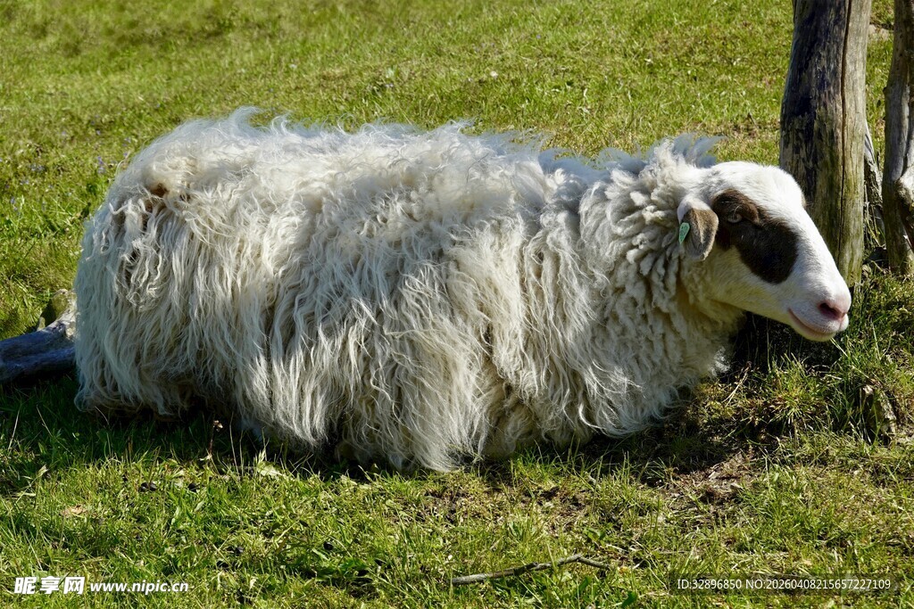 草地上休憩的长毛绵羊
