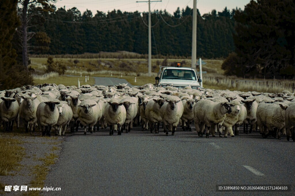 羊群挡路的公路场景