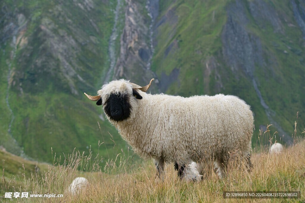 草原上的黑面绵羊