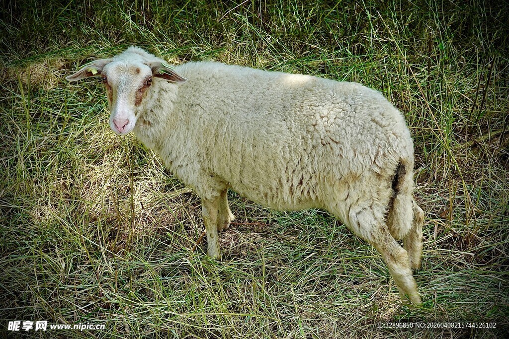 草地上的一只绵羊