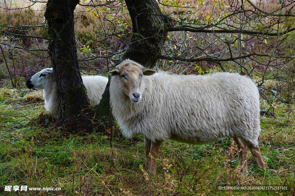 树下的两只绵羊