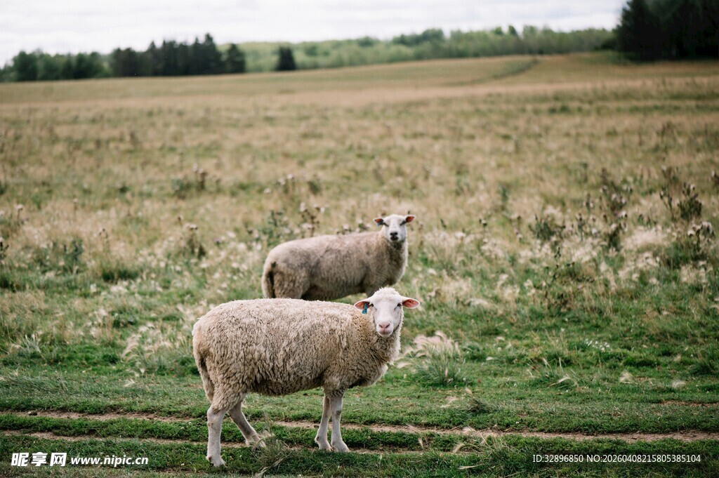 田野中的两只可爱绵羊