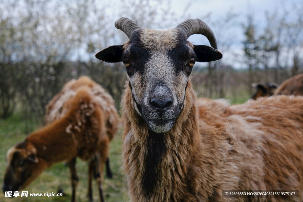 田野中的长毛山羊